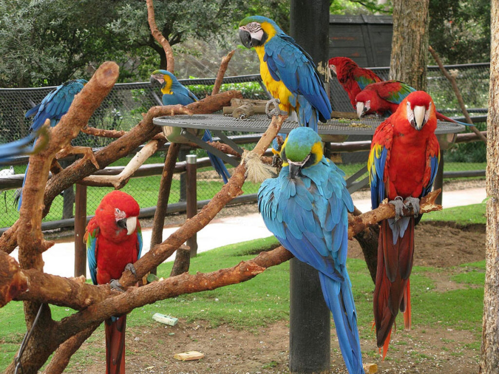 Monte Casino bird park