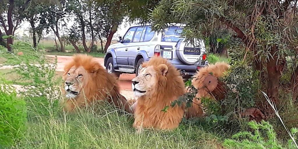 Lion Park Lanseria