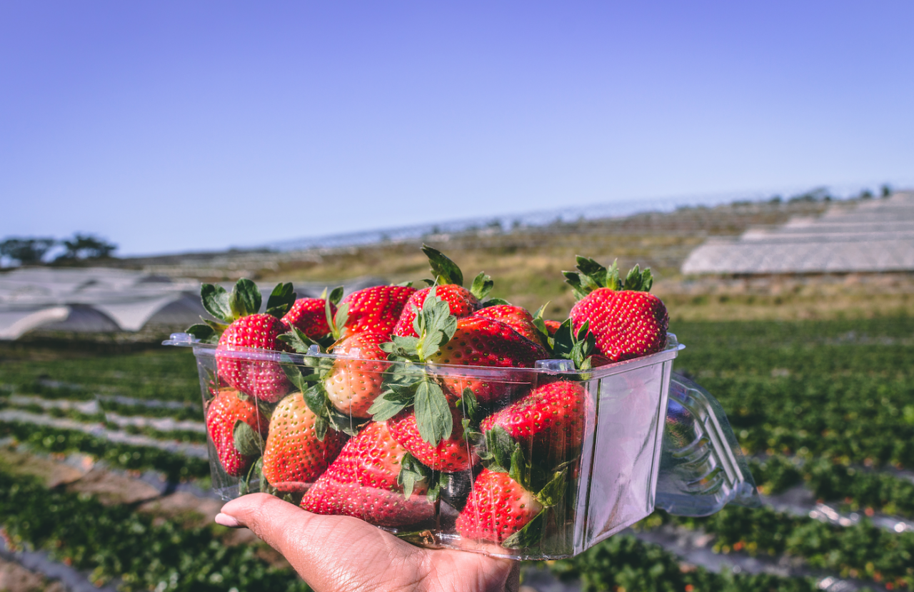 Strawberry Farm Durban