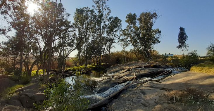 Modderfontein reserve