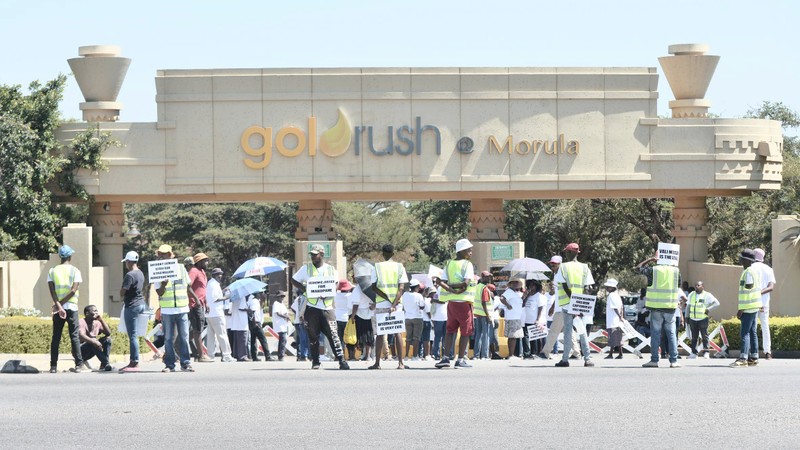 Gold Rush Morula