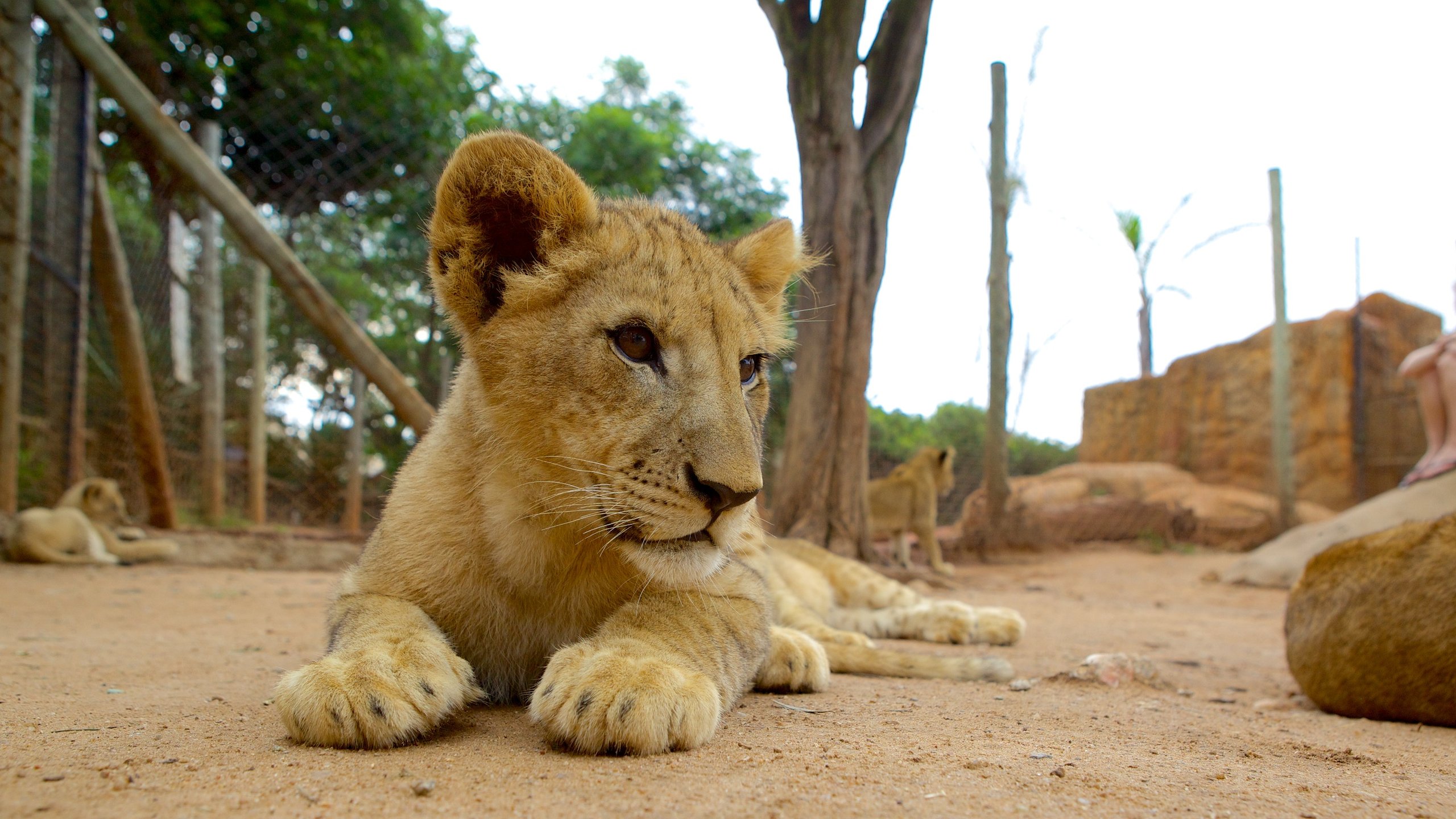 Lion Park Midrand